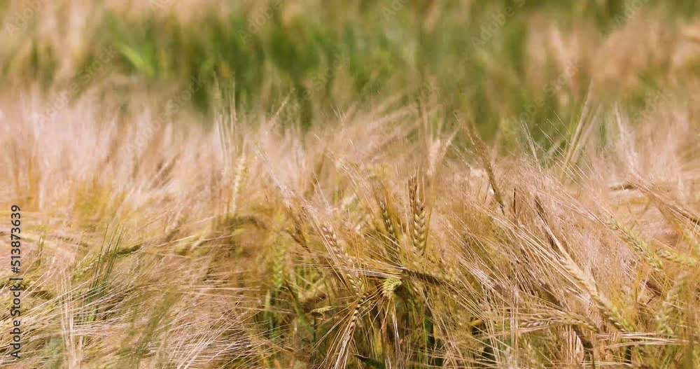 wheat in a field on a hot day against the sky. Disaster. Harvesting. War in Ukraine. wheat in a field on a hot day against the sky. Disaster. Harvesting. War in Ukraine.