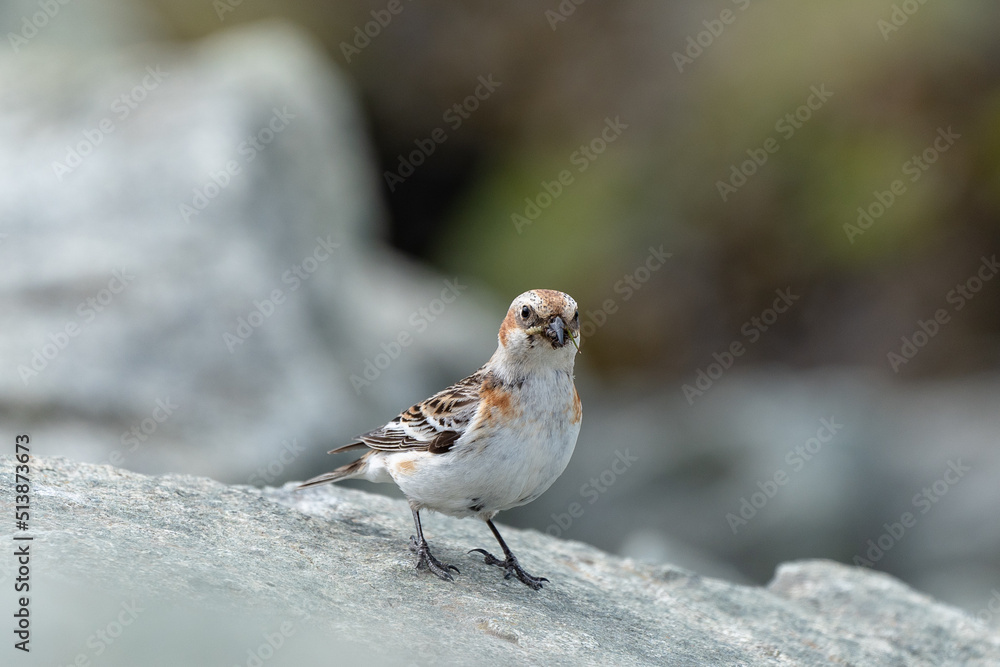 Small bird with its meal Small bird with its meal