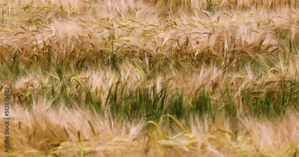 yellow ears of wheat in a field on a hot day against the sky. Disaster. Harvesting. War in Ukraine. yellow ears of wheat in a field on a hot day against the sky. Disaster. Harvesting. War in Ukraine.