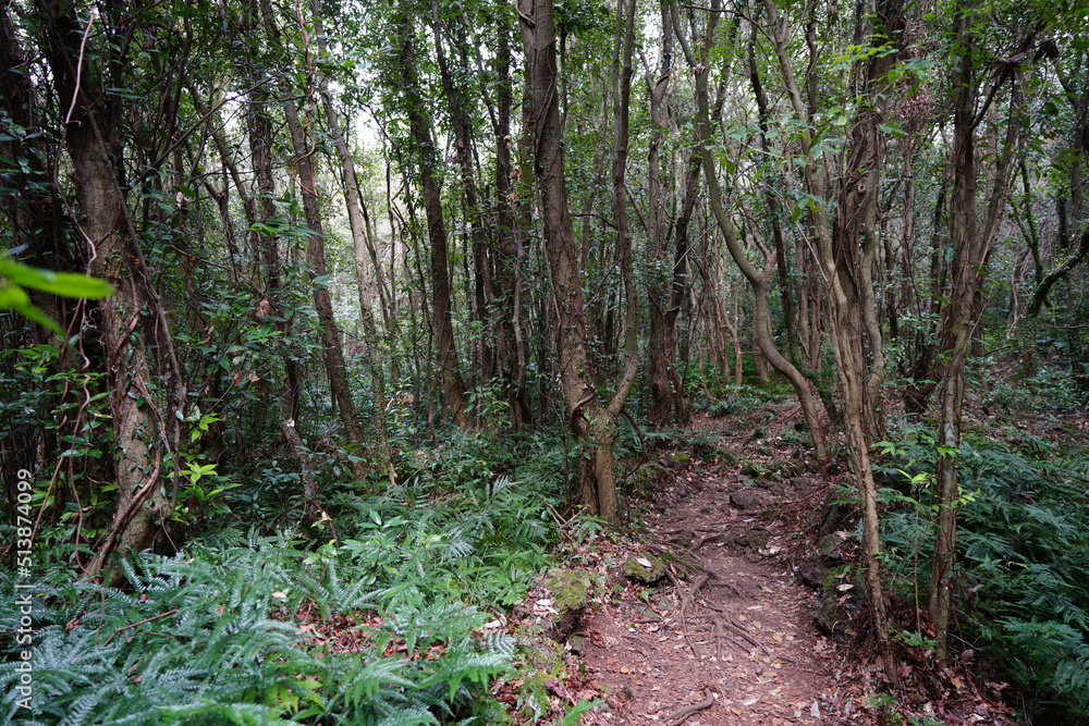 primeval forest with old trees and vines and fern