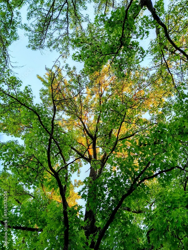 Fototapeta premium Summer Evening Sunlight Reflecting on Green Leaves