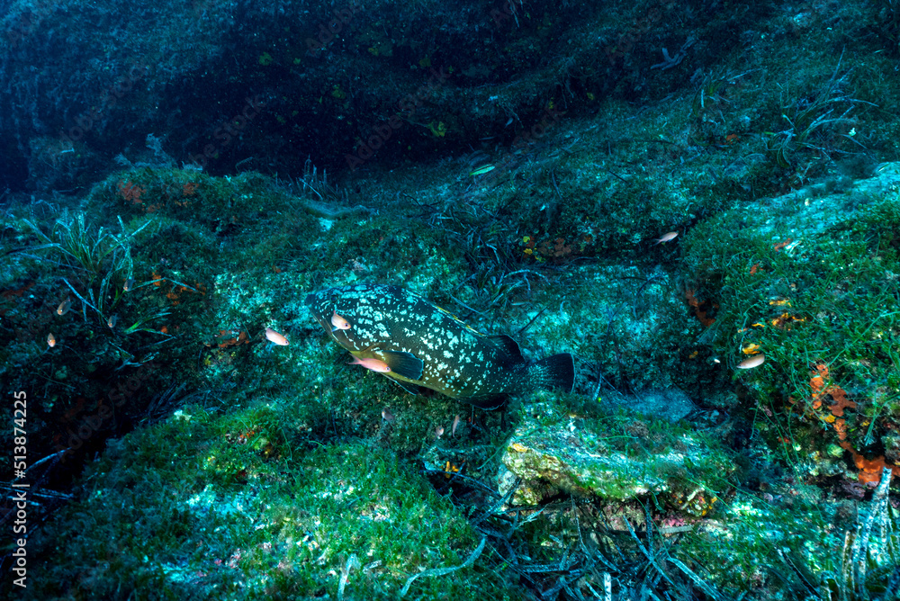 Fototapeta premium Cernia bruna, Epinephelus marginatus, nascosta tra le rocce