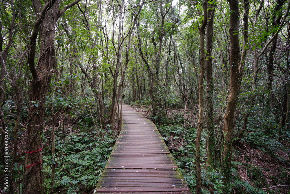 Obraz premium fine boardwalk through thick wild forest