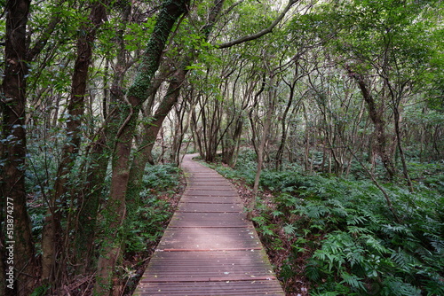 fine boardwalk through thick wild forest