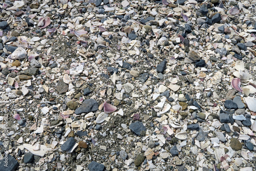 千葉港　海岸の貝殻