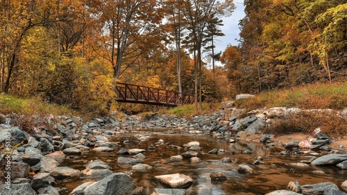 autumn in the forest