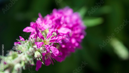 purple loosestrife flower