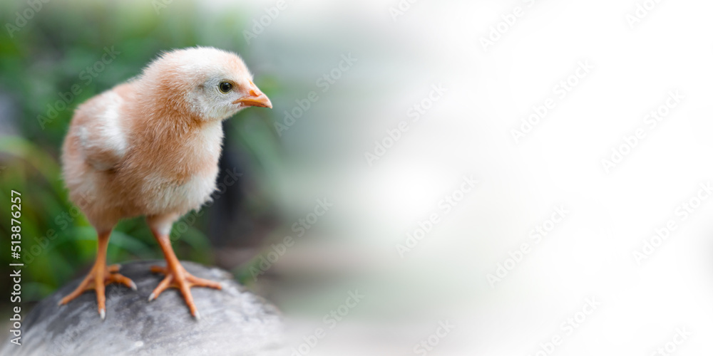 Obraz premium cute chick with light nature backdrop. chicken with coppy space for text or art work.