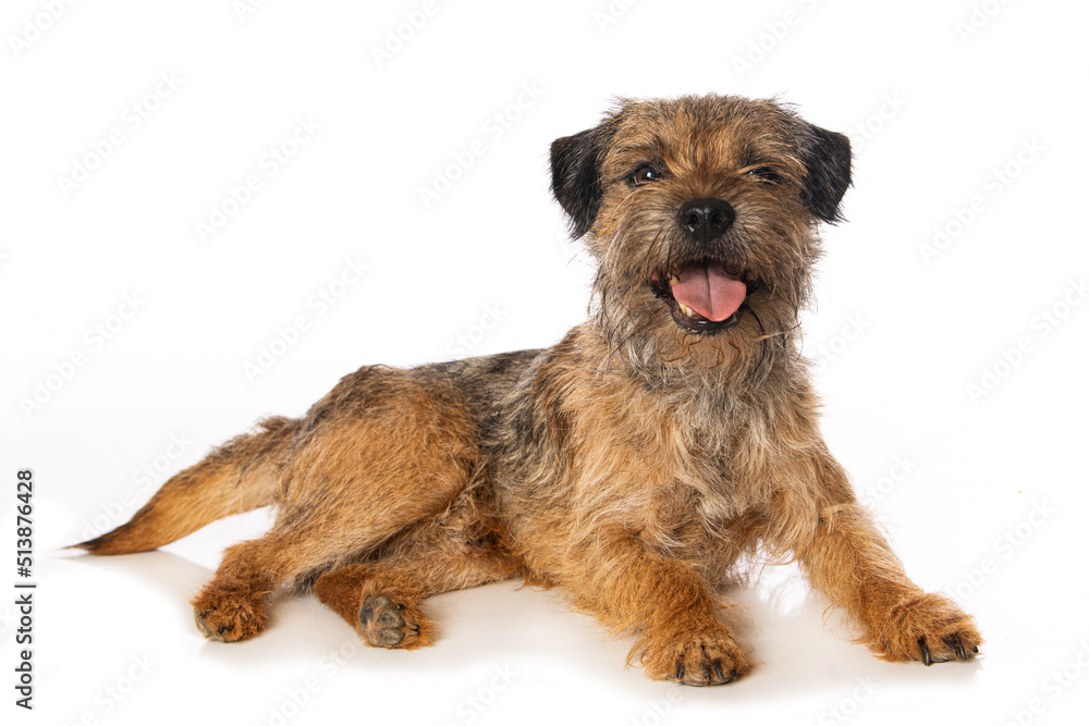 Border terrier dog isolated on white background Border terrier dog isolated on white background