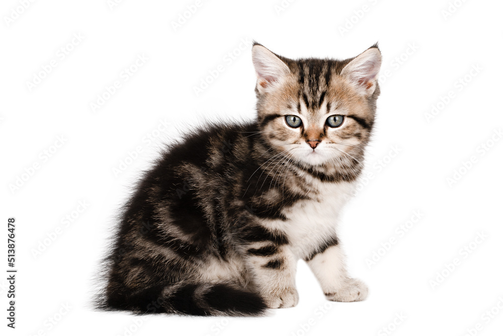small brown kitten scottish straight sitting looking straight isolated
