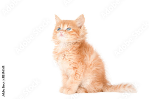 little orange kitten sits and looks away isolated