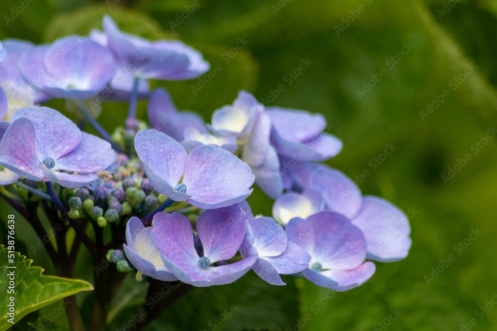 Tender blue blossoms with a selective focus as front focus and a green blurred background show the fragility of natural beauty and idyllic garden scenery in urban cities and guerilla gardening Tender blue blossoms with a selective focus as front focus and a green blurred background show the fragility of natural beauty and idyllic garden scenery in urban cities and guerilla gardening