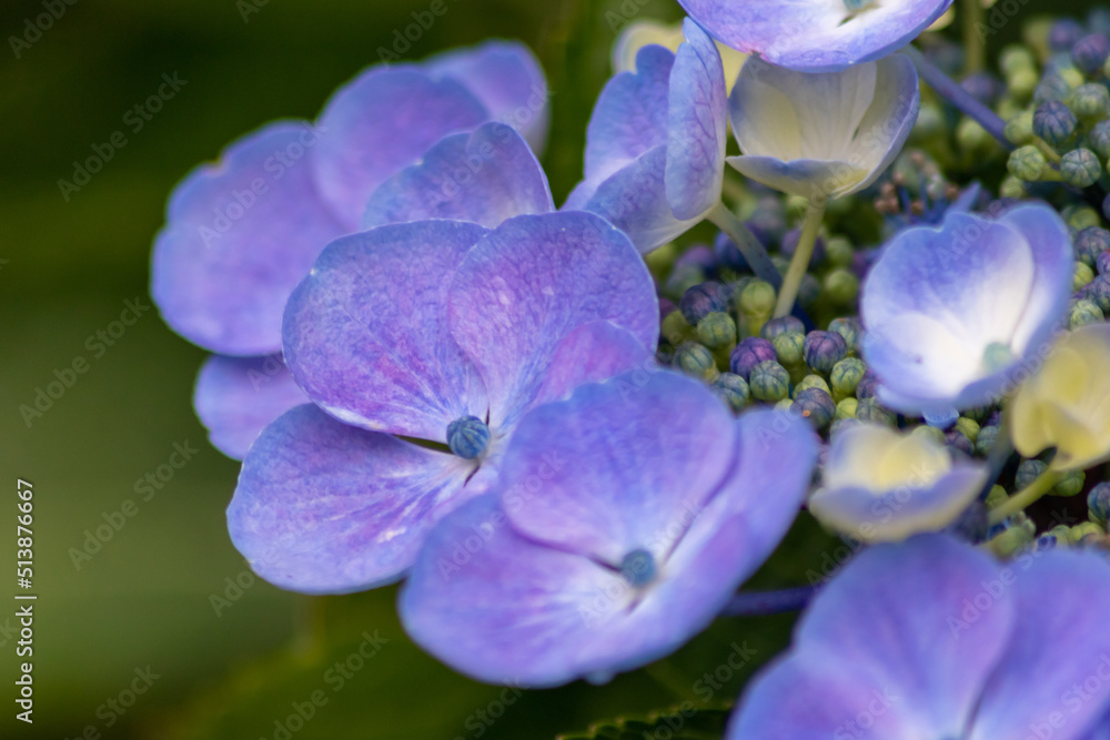 Tender blue blossoms with a selective focus as front focus and a green blurred background show the fragility of natural beauty and idyllic garden scenery in urban cities and guerilla gardening Tender blue blossoms with a selective focus as front focus and a green blurred background show the fragility of natural beauty and idyllic garden scenery in urban cities and guerilla gardening