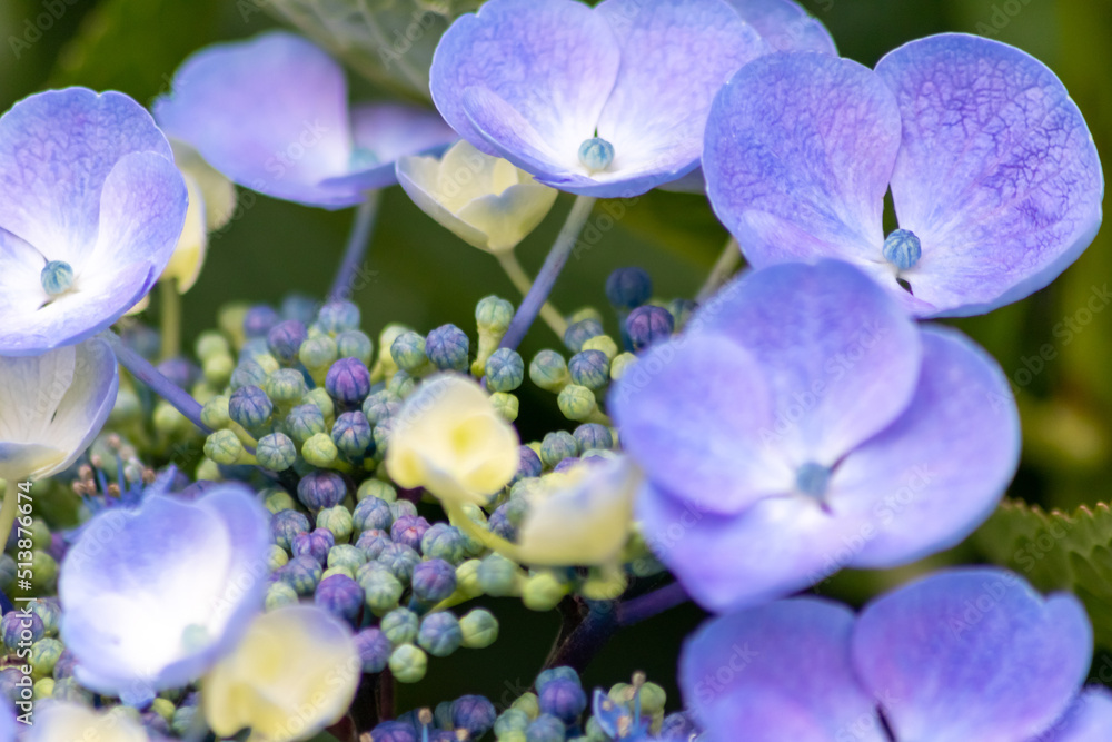 Tender blue blossoms with a selective focus as front focus and a green blurred background show the fragility of natural beauty and idyllic garden scenery in urban cities and guerilla gardening Tender blue blossoms with a selective focus as front focus and a green blurred background show the fragility of natural beauty and idyllic garden scenery in urban cities and guerilla gardening