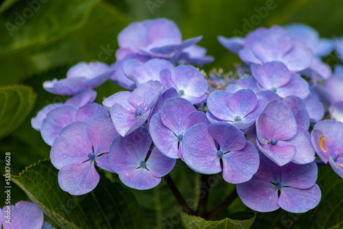 Tender blue blossoms with a selective focus as front focus and a green blurred background show the fragility of natural beauty and idyllic garden scenery in urban cities and guerilla gardening