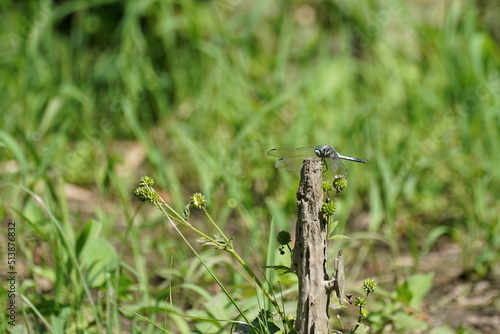 dragonfly in a summer field © Matthewadobe