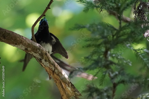 japanese paradise flycatcher in a forest