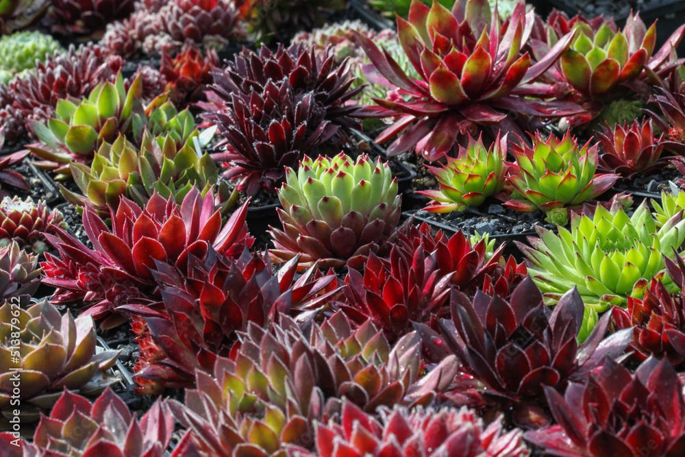 Fototapeta premium Variety of colourful leaves of the succulent Sempervivum plants in bright sunshine in the rock garden, closeup.