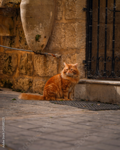 maltans cat