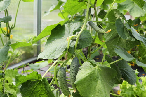 Cucumbers growing in a greenhouse, healthy vegetables without pesticide, organic product.