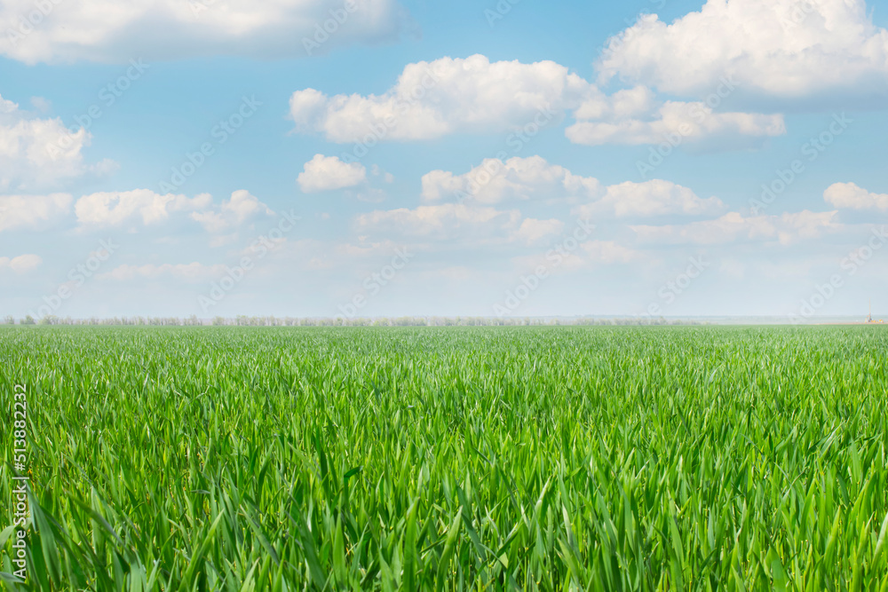 Spring landscape. Green wheat field and blue sky with clouds. Template for art wallpapers, web banner with place to text, copy space