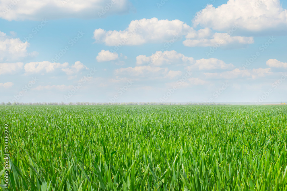 Fototapeta premium Spring landscape. Green wheat field and blue sky with clouds. Template for art wallpapers, web banner with place to text, copy space