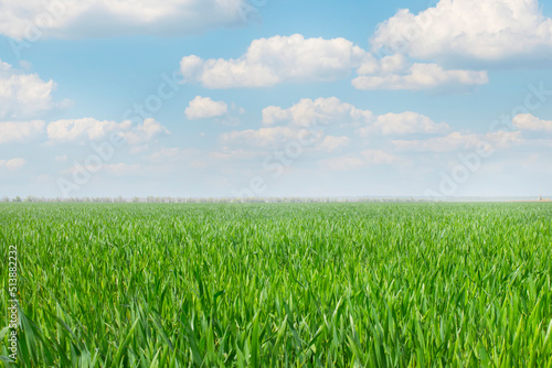 Spring landscape. Green wheat field and blue sky with clouds. Template for art wallpapers  web banner with place to text  copy space