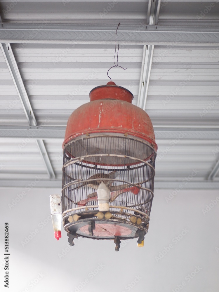 bird cage hanging. sangkar burung tergantung di rumah, hobby memelihara burung dan kebiasaan orang Indonesia
