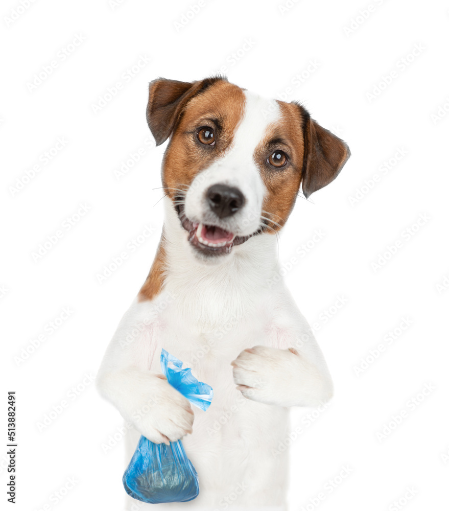 Jack russell terrier puppy holds plastic bag. Concept cleaning up dog droppings. isolated on white background