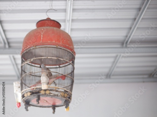 bird cage hanging. sangkar burung tergantung di rumah, hobby memelihara burung dan kebiasaan orang Indonesia