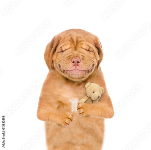 Smiling Mastiff puppy with eye closed hugs favorite toy bear.  isolated on white background