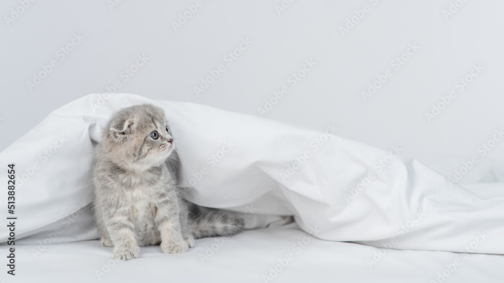 Cute kitten sits under warm white blanket on a bed at home and looks away on empty space