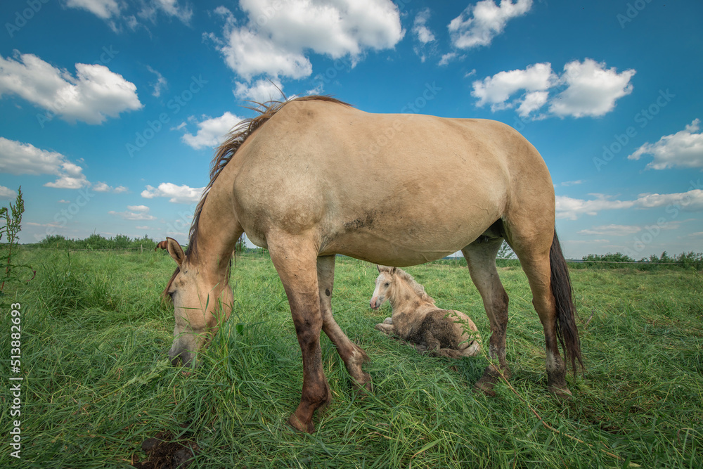 Fototapeta premium Horses graze in the meadow in the summer, in the afternoon on the ranch.
