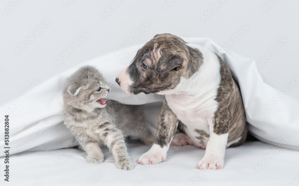 Miniature bull terrier dog sniffs afraid kitten on a bed at home. Pets look at each other
