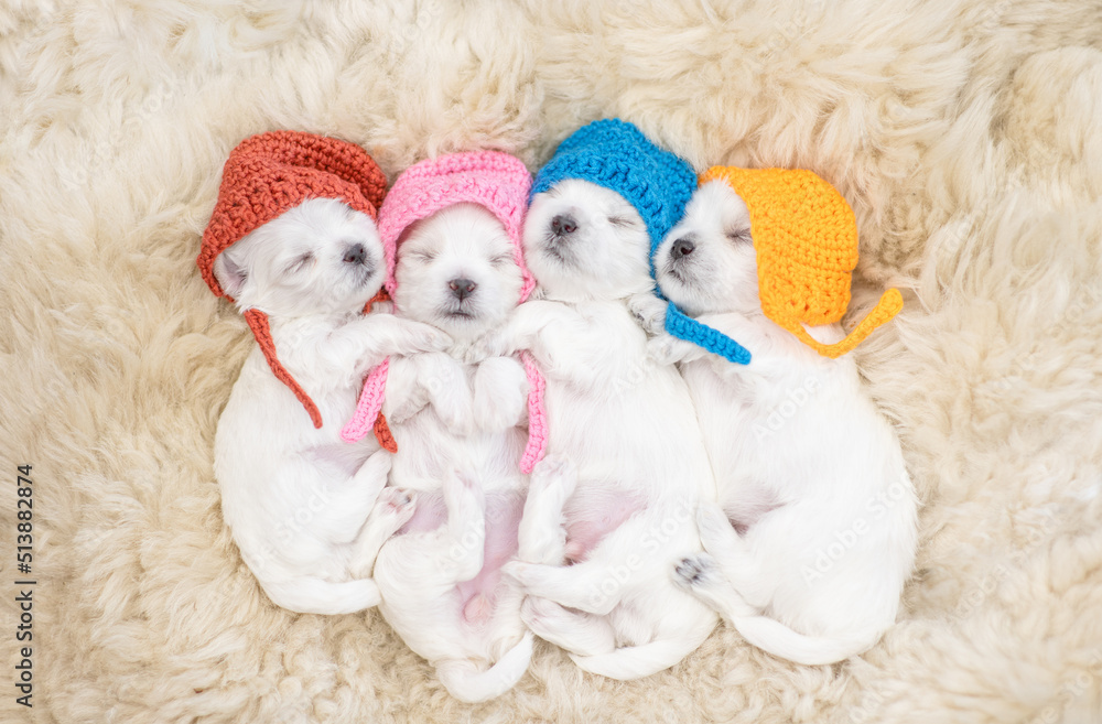 Four tiny white lapdog puppies wearing warm hats sleep on a bed at home. Top down view Four tiny white lapdog puppies wearing warm hats sleep on a bed at home. Top down view