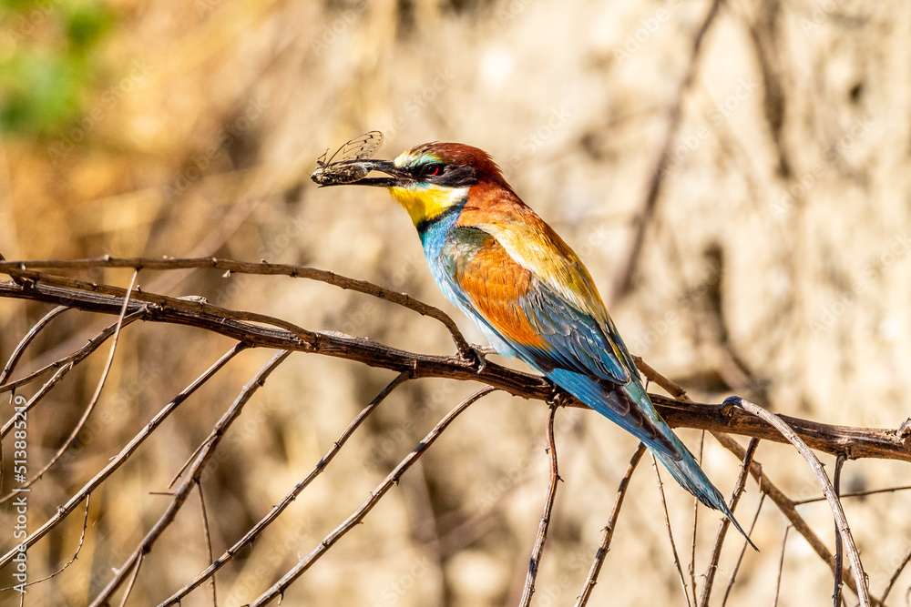 Obraz premium European Bee-eater perched in a dead tree with a dragonfly near the nests