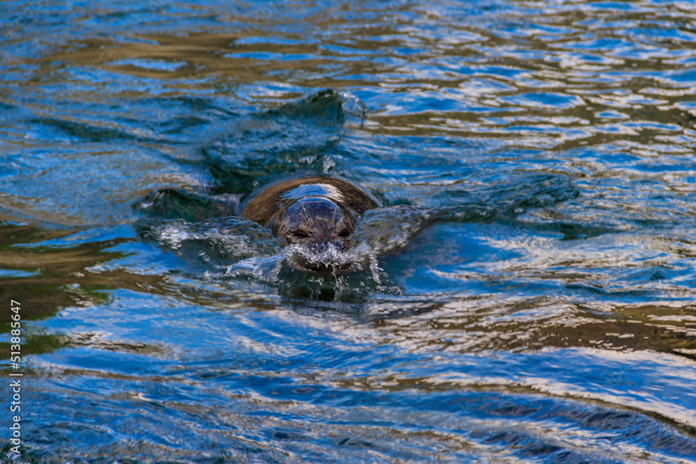 Fototapeta premium Beautiful seal swimming in water