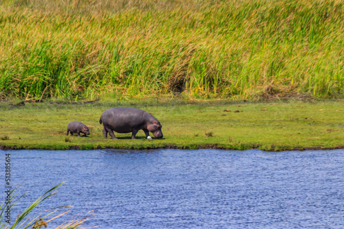 Mother and baby hippo  Hippopotamus amphibius  walking on a lakeshore in Ngorongoro Crater national park  Tanzania