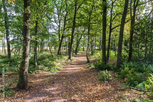 Forest path in Appelbergen nature reserve during autumn in The Netherlands