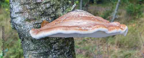 Panorama of a birch bracket fungus (Piptoporus betulinus) on a tree in Appelbergen, Netherlands photo