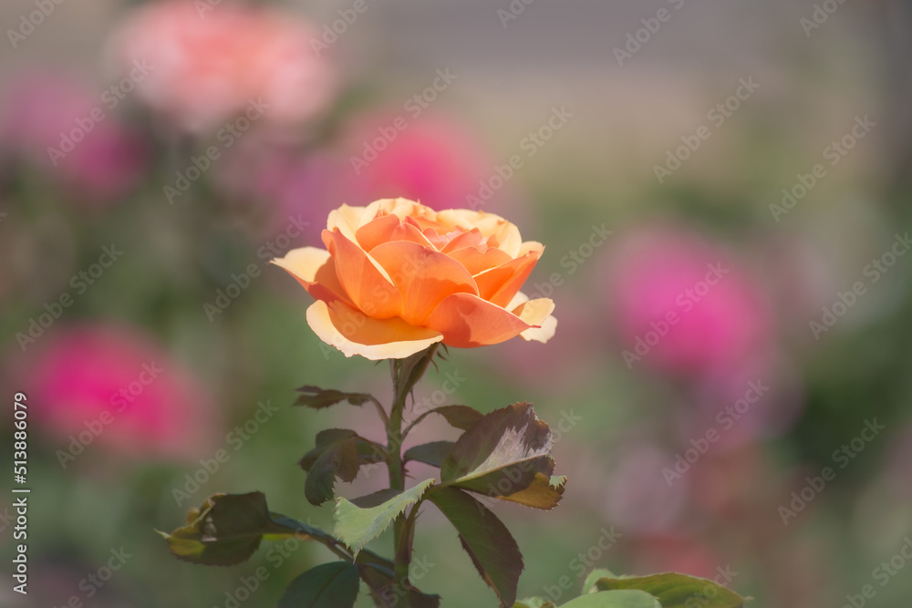 Beautiful yellow orange rose is blooming in the garden