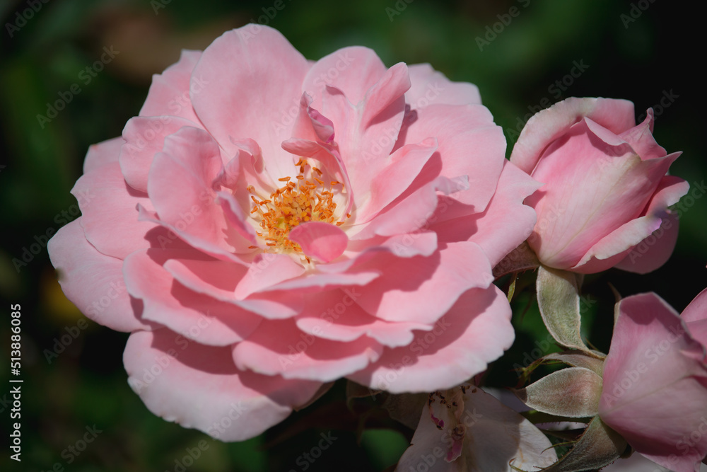 Obraz premium Beautiful pink roses are blooming in the garden
