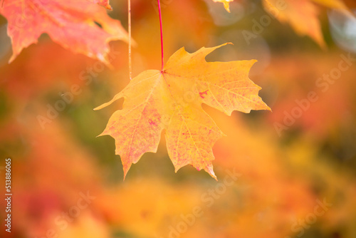 Close up of colorful maple leaves in autumn on a blured background.