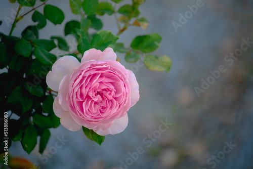Beautiful pink  rose is blooming in the garden