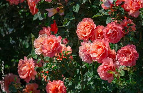 Beautiful pink orange roses are blooming in the garden