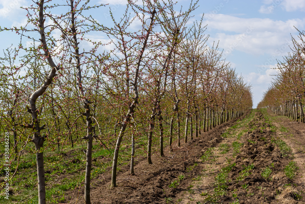 Fruit trees planted in a row on the farm. Early spring agricultural work. Apple orchard. Furrows on the ground. Fields for different crops. Agriculture