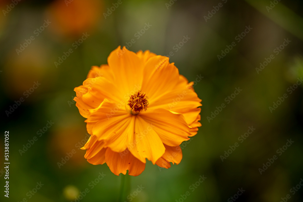 Close up photo of sulfer cosmos flower and blurred background Close up photo of sulfer cosmos flower and blurred background