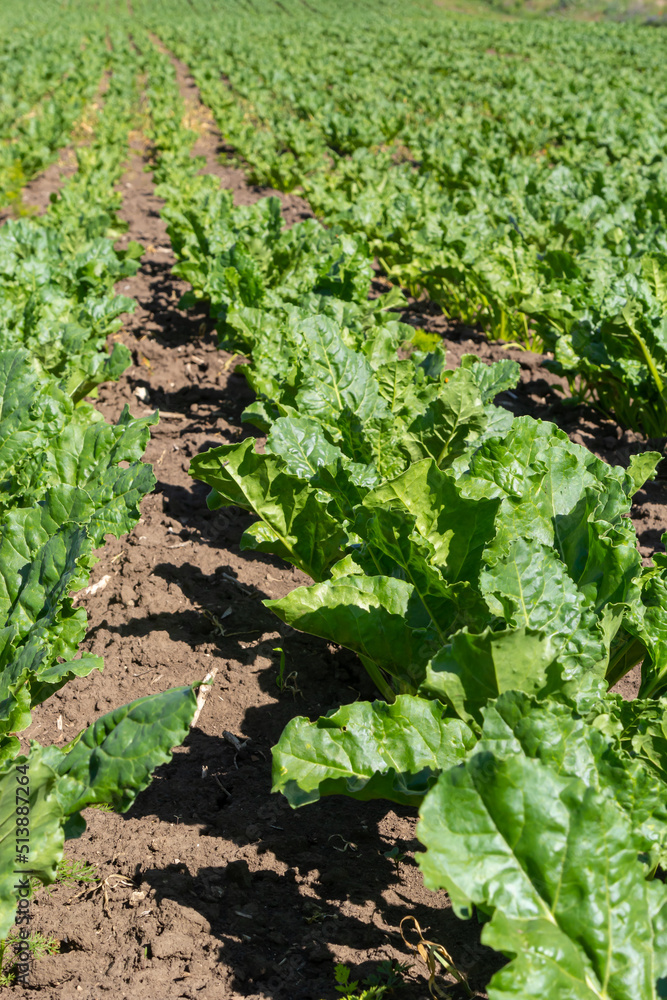 Agricultural scenery of of sweet sugar beet field. Sugar beets are young. Sugar beet field Agricultural scenery of of sweet sugar beet field. Sugar beets are young. Sugar beet field