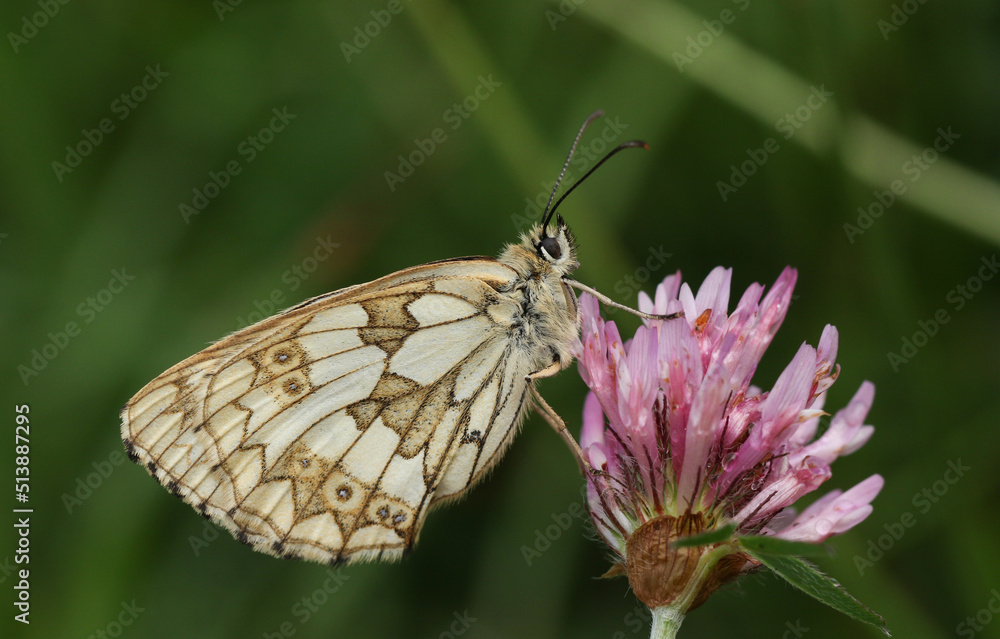 A Marbled White Butterfly, Melanargia galathea, perched on a clover flower in a meadow. A Marbled White Butterfly, Melanargia galathea, perched on a clover flower in a meadow.