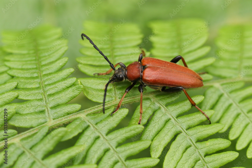 A Red-brown Longhorn Beetle, Stictoleptura rubra, resting on bracken in woodland. A Red-brown Longhorn Beetle, Stictoleptura rubra, resting on bracken in woodland.